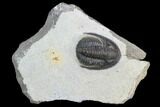 Cornuproetus Trilobite Fossil - Morocco #125207-1